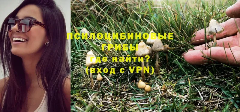 гидра рабочий сайт  где продают   Дигора  Псилоцибиновые грибы Psilocybe 